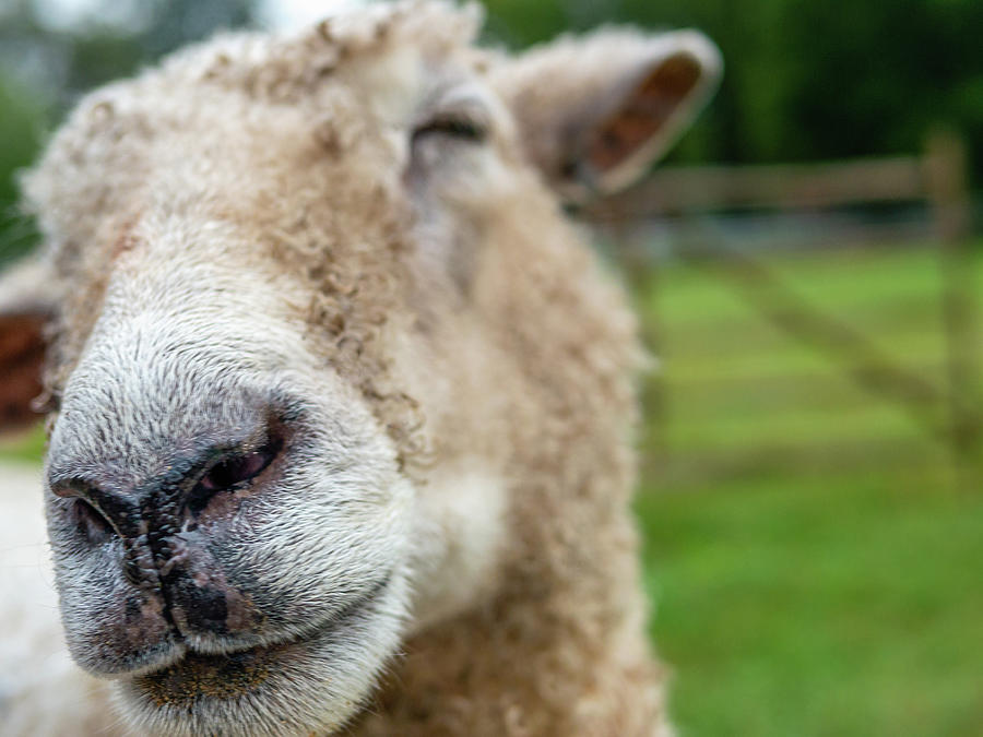Cute Sheep  Photograph by Lara Morrison