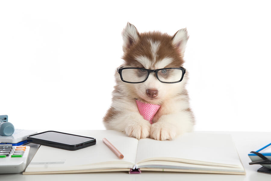 Cute siberian husky puppy in glasses working Photograph by Anurakpong