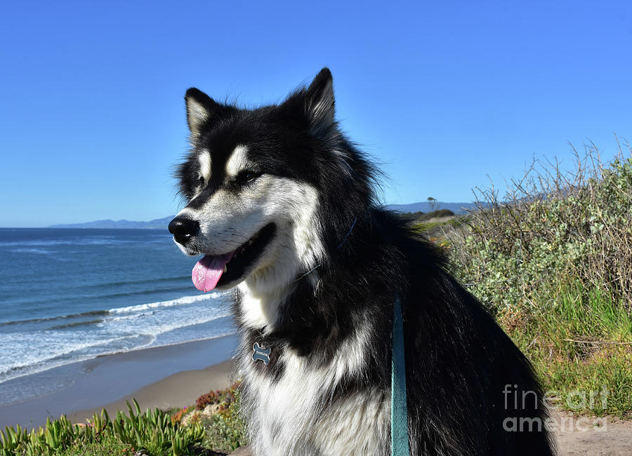 Cute Sled Dog Sitting on a Bluff Over the Ocean Photograph by DejaVu ...