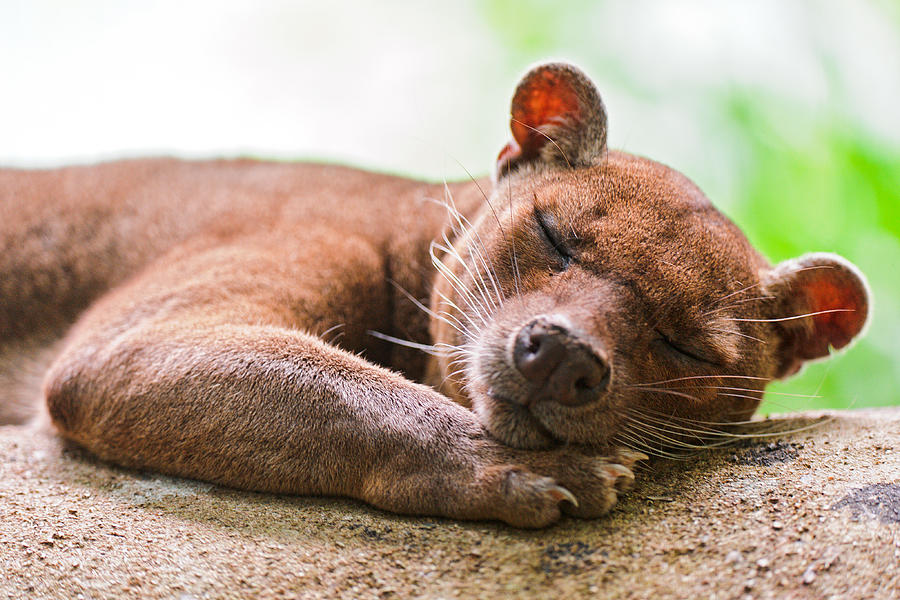 Cute sleeping fossa Photograph by Picture by Tambako the Jaguar