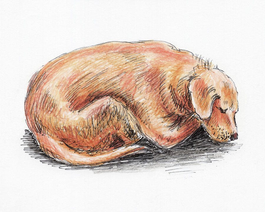 Cute Sleeping Labrador Dog Painting