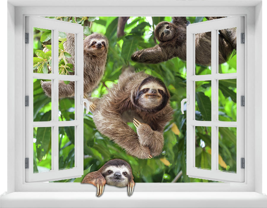 Wildlife Digital Art - Cute Sloths Clim The Tree Through The Windows Canvas Poster by Julien