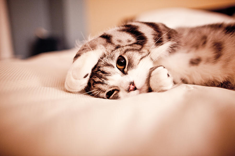 Cute small cat Photograph by Tom Thai