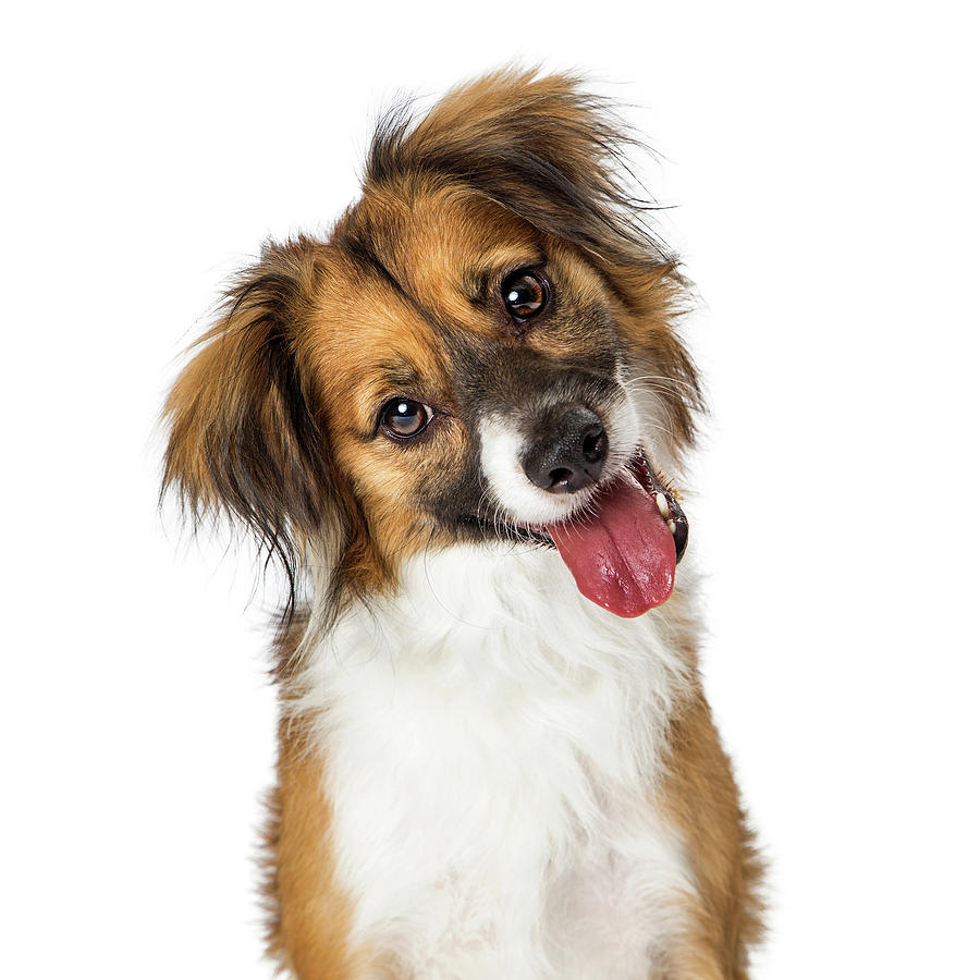 Cute Small Happy Dog Tilting Head Looking Forward Photograph by Good Focused