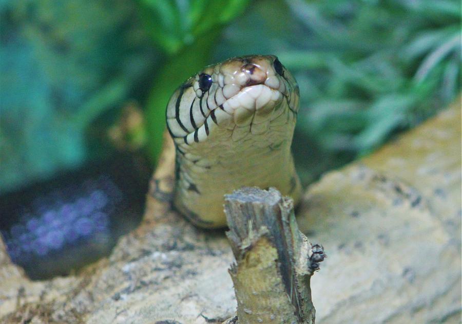 Cute Snake Face Photograph by Brittney Powers - Fine Art America