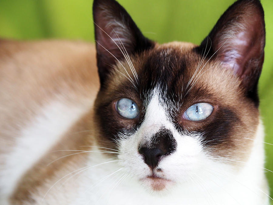 Cute snowshoe siamese cat with blue eyes Photograph by Colorful Points ...