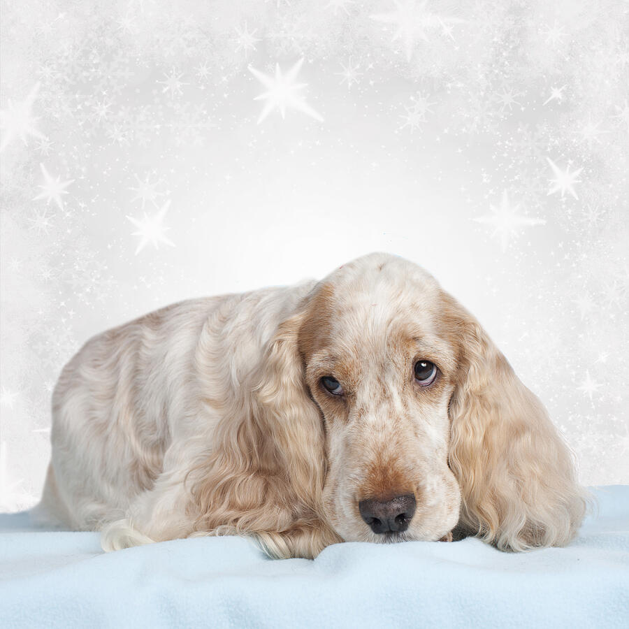 Cute spaniel doglying on blue blanket Photograph by Absolutimages