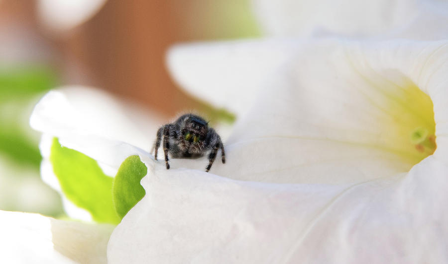 Cute Spider on Petunia Photograph by Martina Abreu