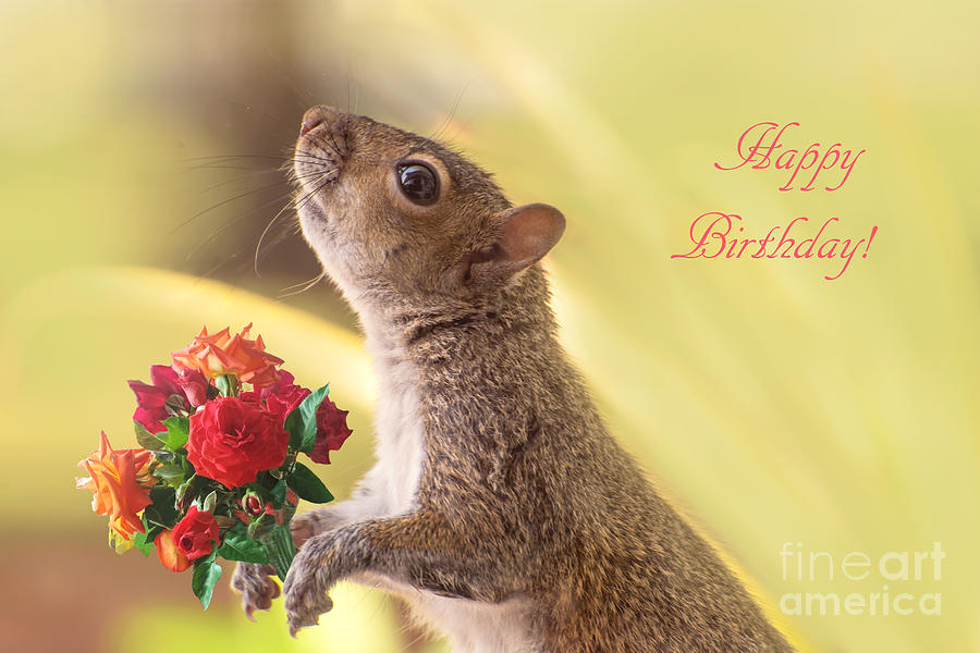 Cute squirrel holding bouquet of roses Happy Birthday Photograph by ...