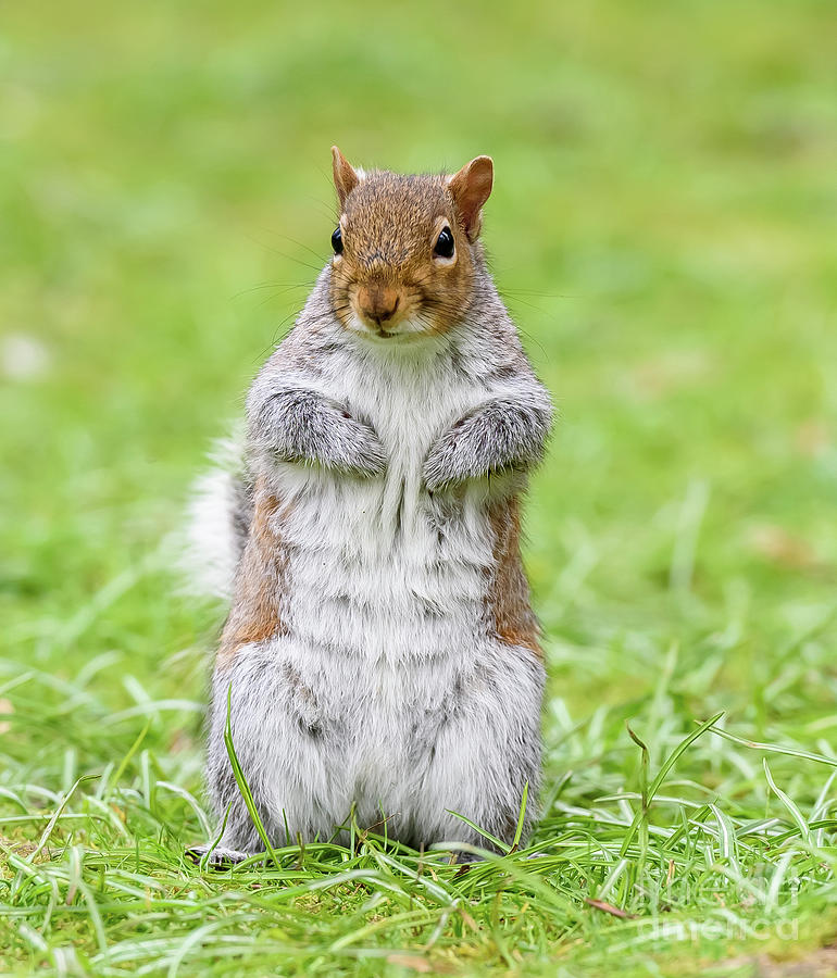 Cute Squirrel pose Photograph by Colin Rayner