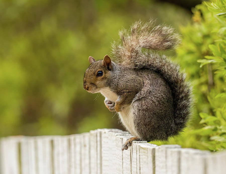 Cute Squirrel Photograph by Rachel Morrison