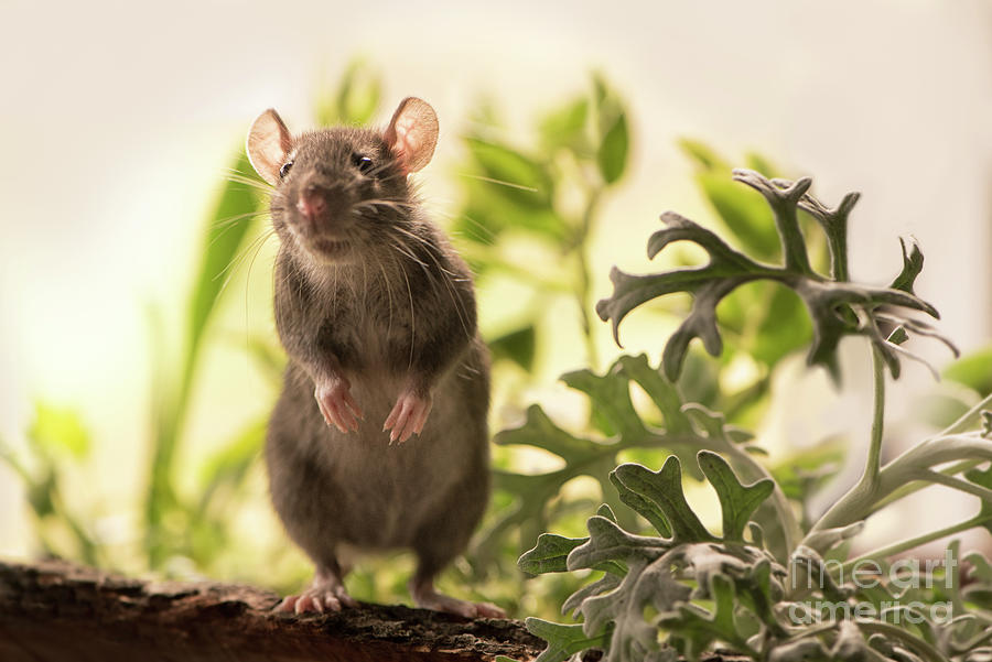 Cute Rat in the Garden Photograph by Naomi Maya