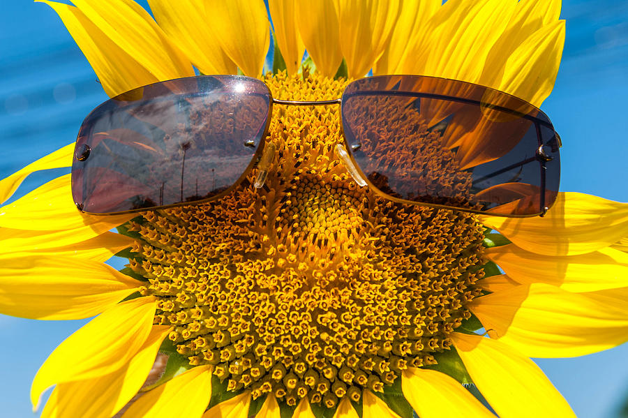 Cute sunflower ware glasses Photograph by Aroon Phukeed
