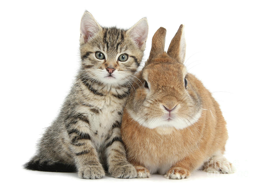 Cute tabby kitten with rabbit Photograph by Warren Photographic