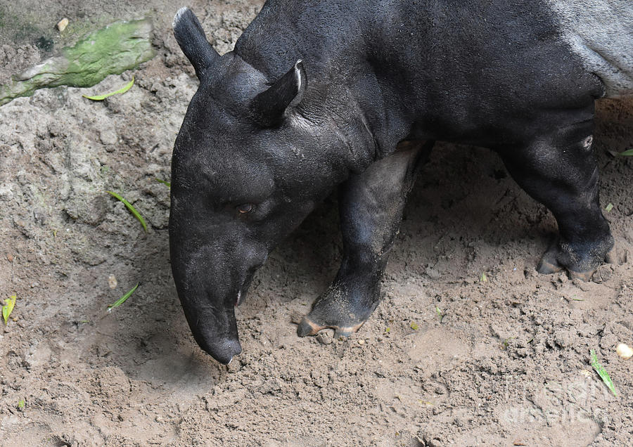 Cute tapir walking around in the wild  Photograph by DejaVu Designs