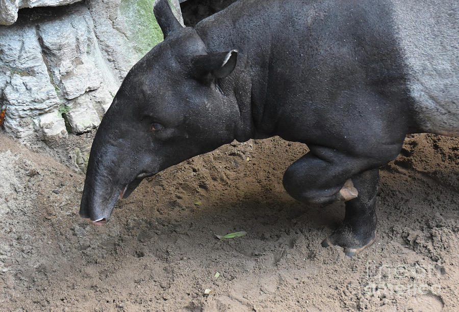 Cute tapir with its front leg lifted  Photograph by DejaVu Designs