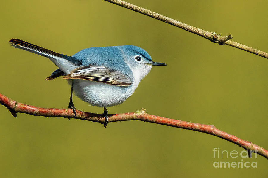Blue-gray Gnatcatcher: Little Bird with a Big Story