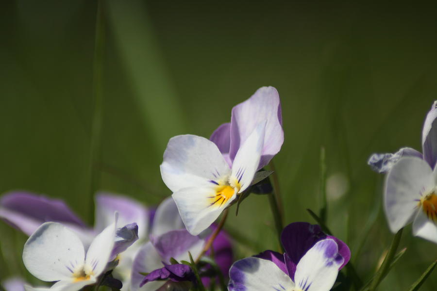 Cute violet flower Photograph by Wouter Dorsek - Fine Art America