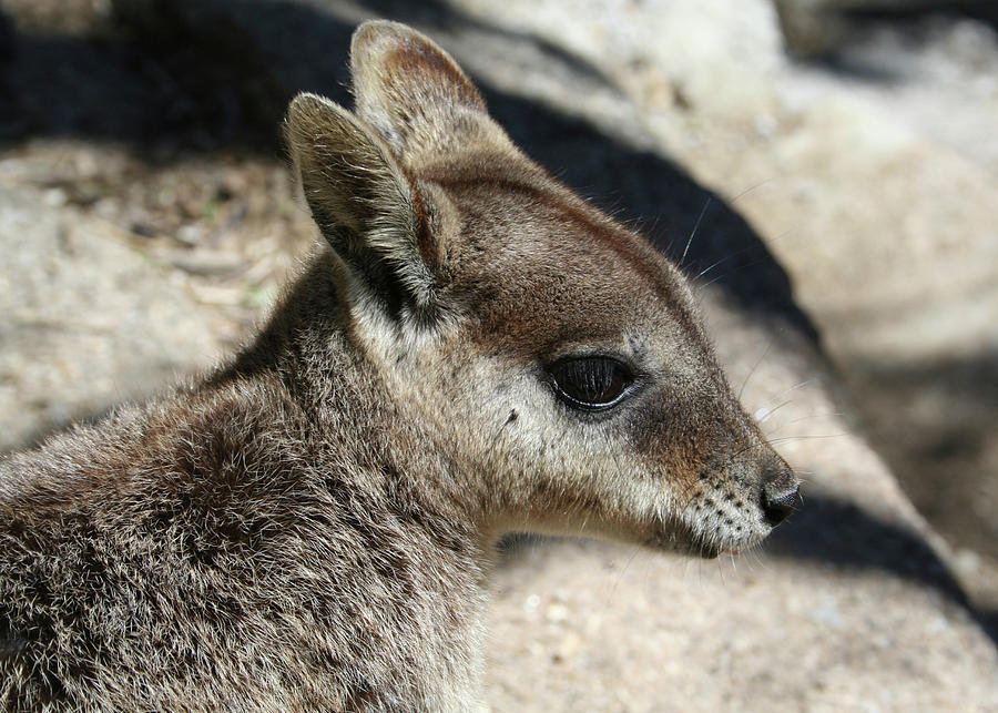 Cute Wallaby Portrait Photograph by Maryse Jansen