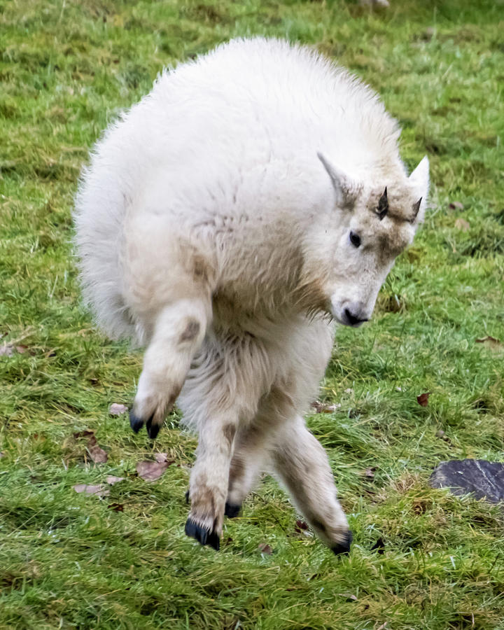 Cute White Furred Rocky Mountain Goat Playing Photograph