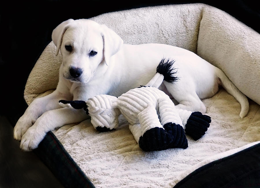 Cute White Labrador Puppy in his bed Photograph by Waterdancer