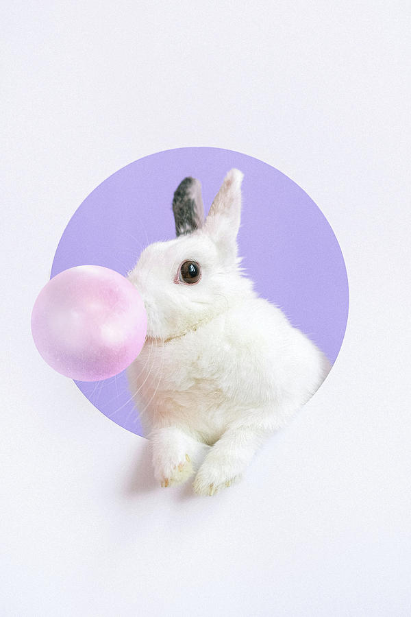 Cute White Rabbit Blowing Bubbles, Bubble Gum Rabbit by Mick Flodin