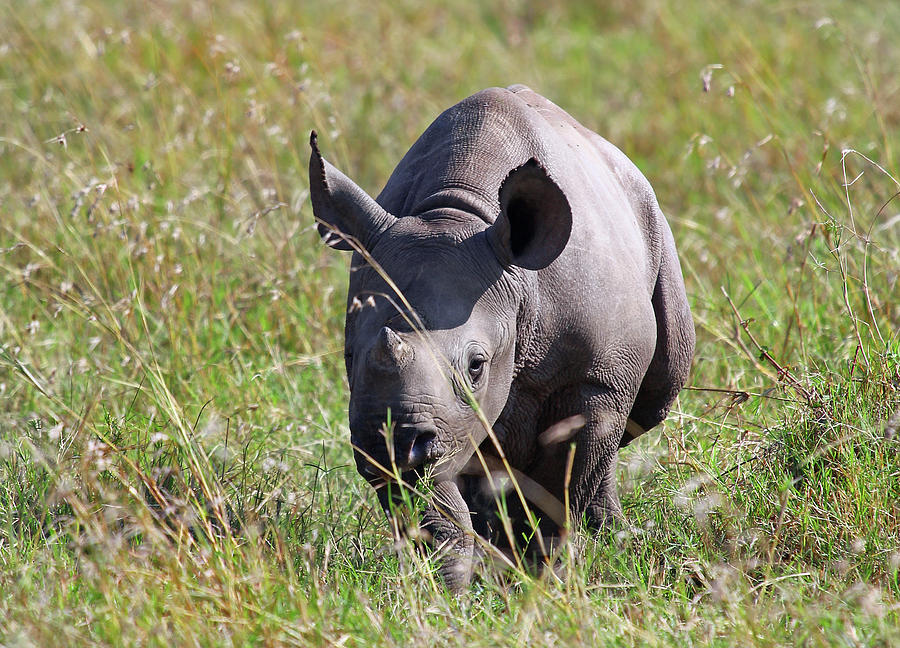 Cute White Rhino Calf Photograph by Paula Joyce - Fine Art America