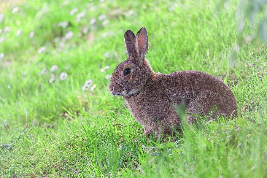 Cute wild rabbit in Bruges park, Belgium Photograph by Elenarts - Elena Duvernay photo