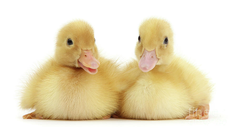 Cute Yellow Duckling Pair Photograph by Warren Photographic