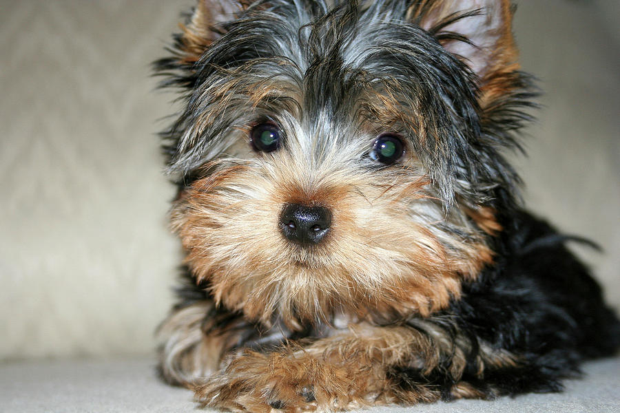 Cute Yorkie Puppy Photograph by Dawn Richards