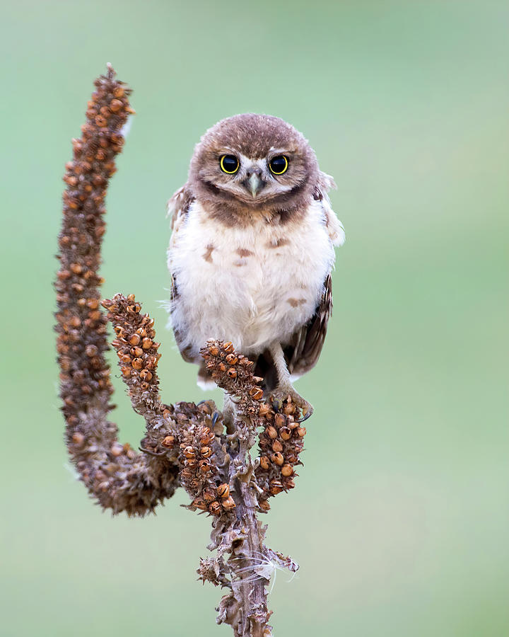 Cute young Burrowing Owl Photograph by Judi Dressler
