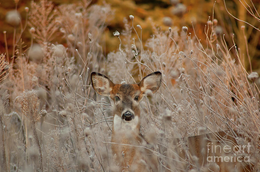 Cute Young Deer Photograph by Wilma Birdwell