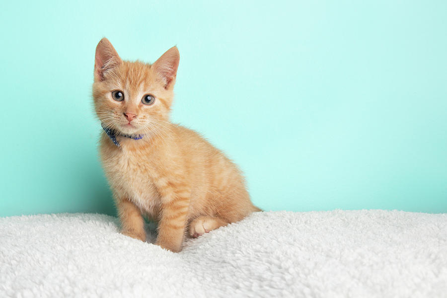 orange tabby kitten with white tail