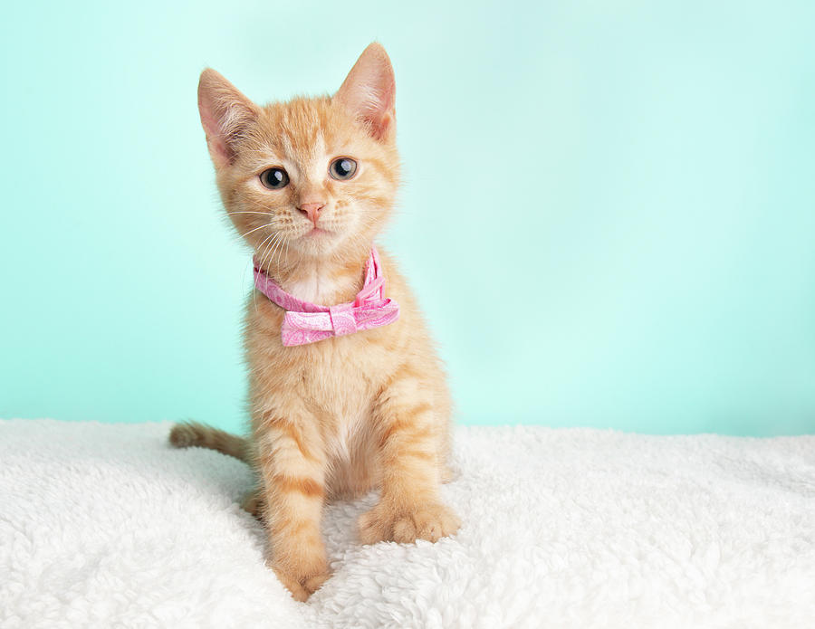 Cute Young Orange Tabby Cat Kitten Rescue Wearing Green And White Striped  Bow Tie Sitting With Paw Up Greeting Card