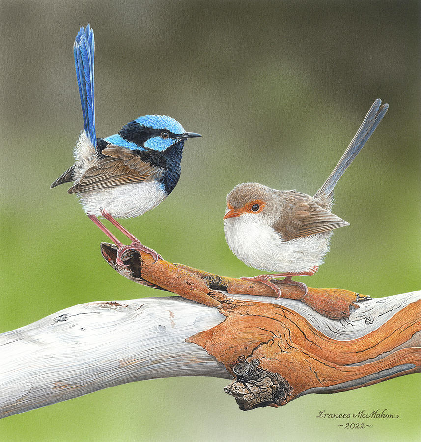 Bird Painting - Cuteness Overload - Superb Fairy-wrens by Frances McMahon Watercolour Bird Artist