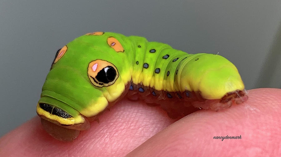 Cutest Caterpillar Ever Photograph by Nancy Denmark