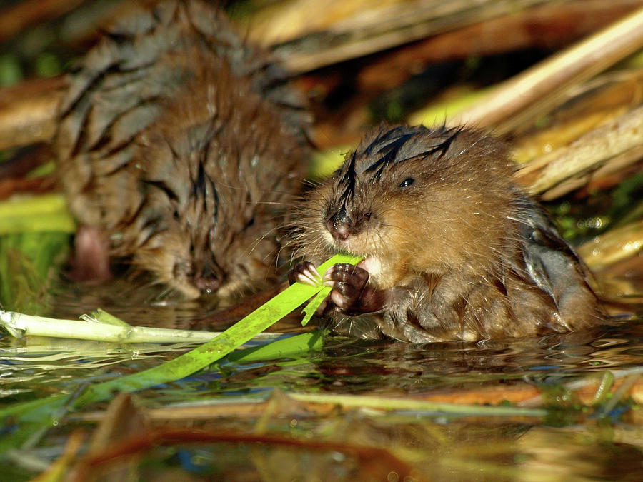 Cutest Water Rats Photograph by James Peterson