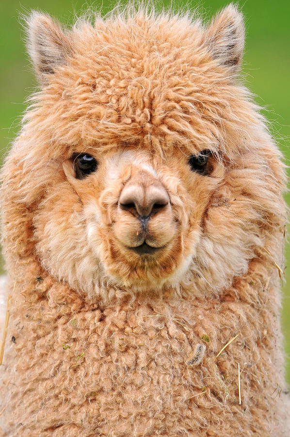 Cutest young alpaca Photograph by Picture by Tambako the Jaguar