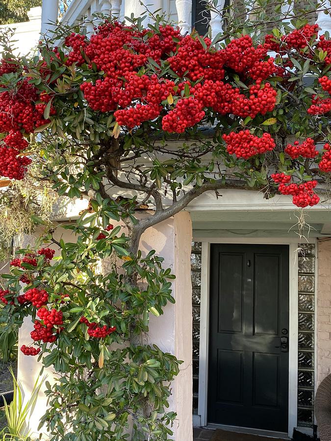 Cuthbert House Pyracantha  Photograph by Patricia Greer