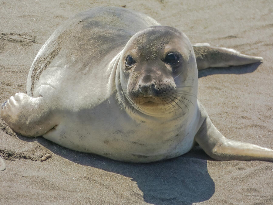 Cutie Pie Photograph by Dianne Milliard - Fine Art America