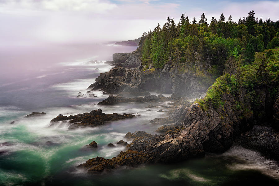 Tree Photograph - Cutler Coast by Rick Berk