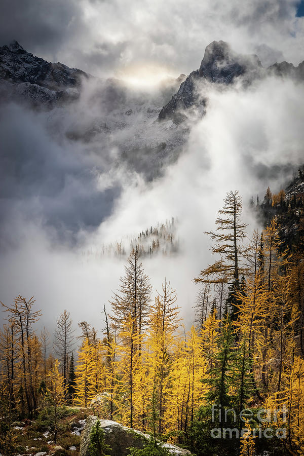 Cutthroat Pass Larch Trees Photograph by Inge Johnsson