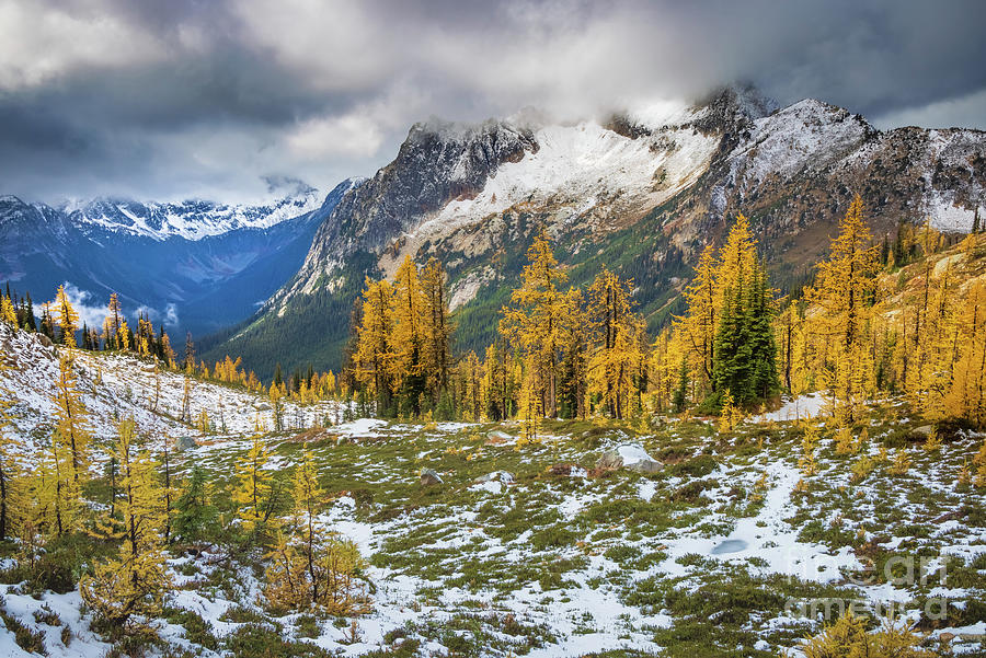 Cutthroat Pass Larches Photograph by Inge Johnsson