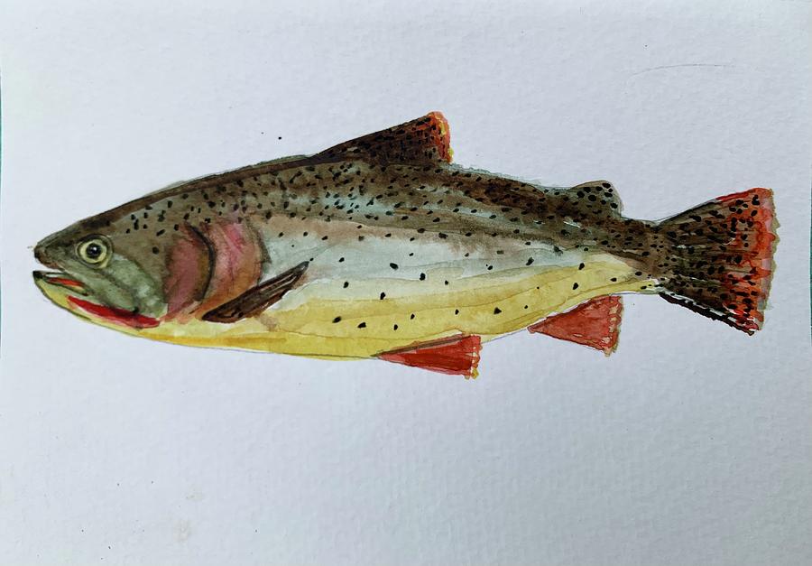 Cutthroat trout Painting by Rebecca Nelson - Fine Art America