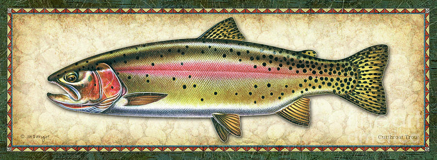 Cutthroat Trout study Painting by Jon Q Wright