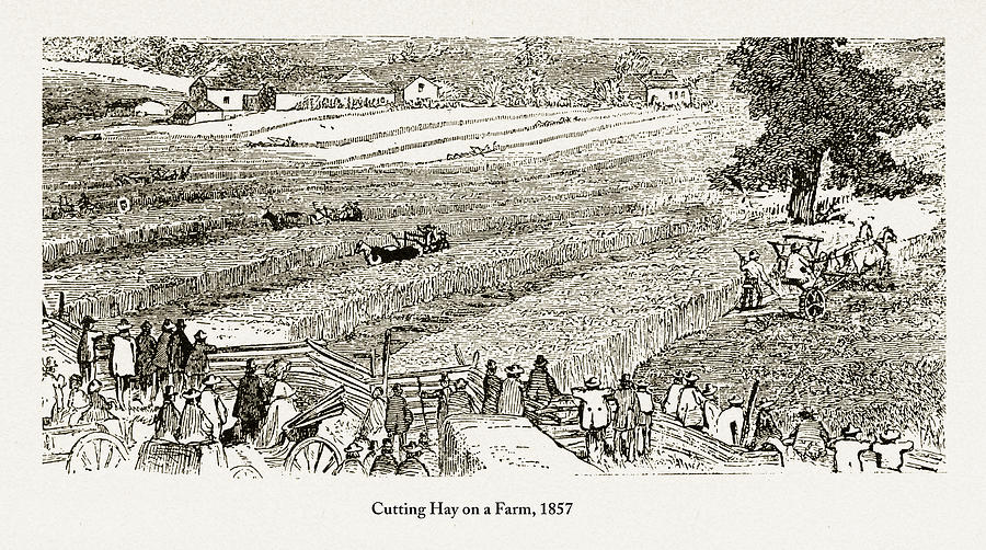 Cutting Hay on a Farm, Early Americans Engraving, 1857 Drawing by Bauhaus1000