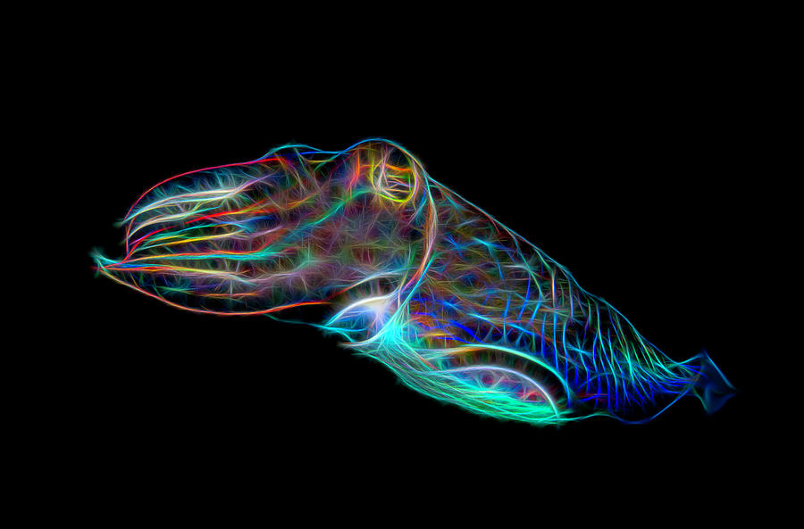 Cuttlefish Fractalized Digital Art by Gary Hughes