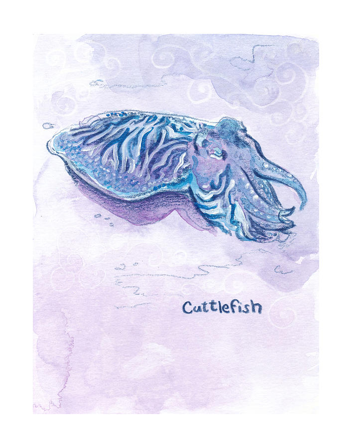 Cuttlefish Zooly 2019 Drawing