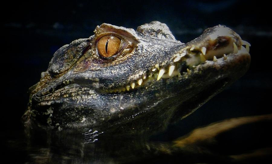 Cuvier's Dwarf Caiman Photograph by Marissa France - Fine Art America