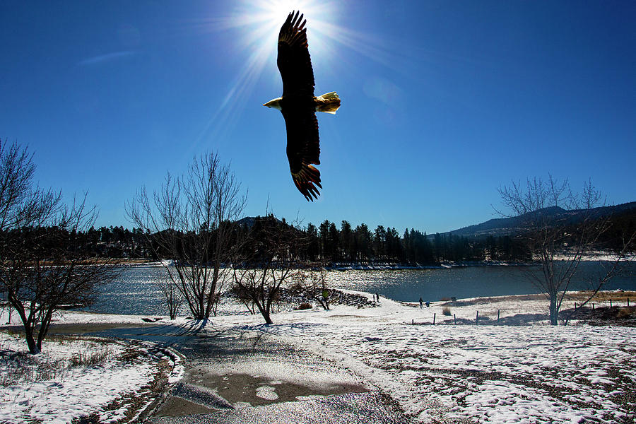Cuyamaca Eagle Photograph by Anthony Jones